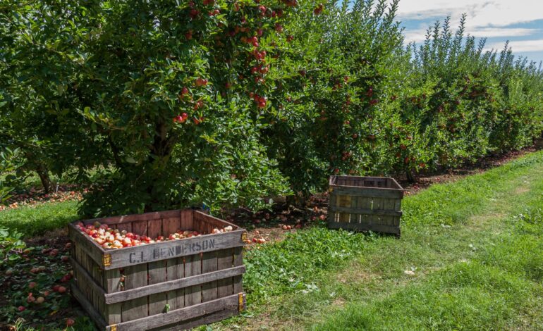 Confagricoltura: periodo critico per la Fruit Valley italiana