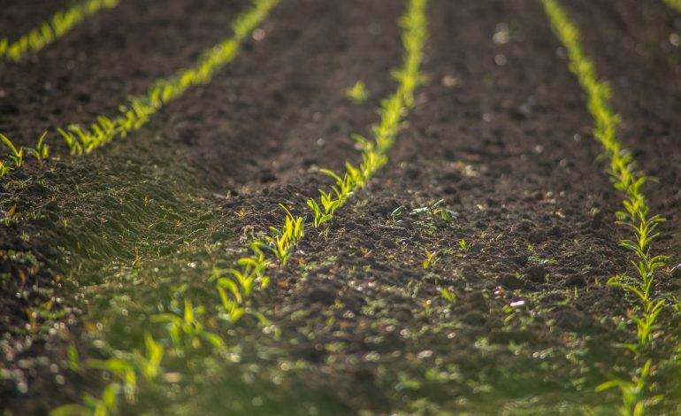 Bioeconomia: un settore in crescita che vale 437,5 miliardi di euro