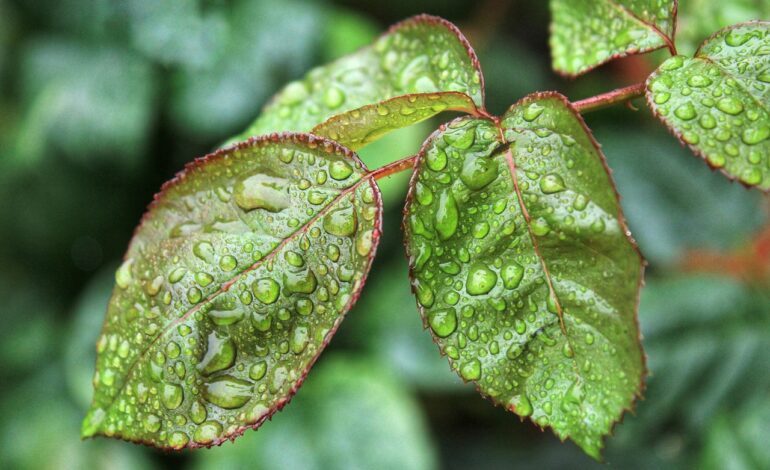 Greenwashing: una pratica scorretta e potenzialmente dannosa per il brand